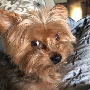 Meet your Posher, Monica